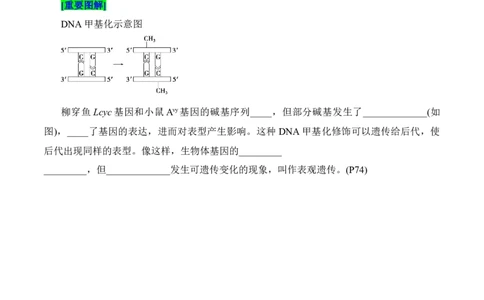 第4章基因的表达（填空版）_2025年新高考资料_专项复习_晨读晚默备战2025年高考生物必背知识清单_第4章基因的表达-晨读晚默备战2025年高考生物必背知识清单