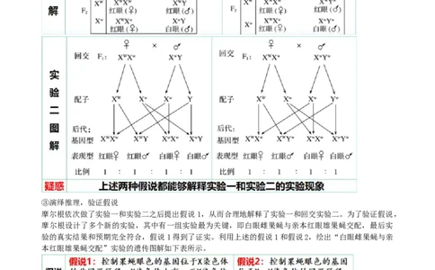 第18讲伴性遗传和人类遗传病（讲义）（教师版）_新高考复习资料_2024年新高考复习资料_一轮复习资料_完2024年高考生物一轮复习讲练测(课件+讲义+练习)（新高考）_讲义+练习