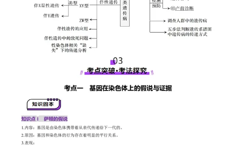 第17讲伴性遗传和人类遗传病（讲义）（原卷版）_2025年新高考资料_一轮复习_2025年高考生物一轮复习讲练测（新教材新高考）