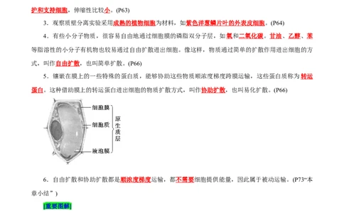 第4章细胞的物质输入和输出（背诵版）_2025年新高考资料_专项复习_晨读晚默备战2025年高考生物必背知识清单