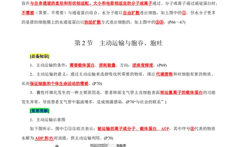 第4章细胞的物质输入和输出（背诵版）_2025年新高考资料_专项复习_晨读晚默备战2025年高考生物必背知识清单
