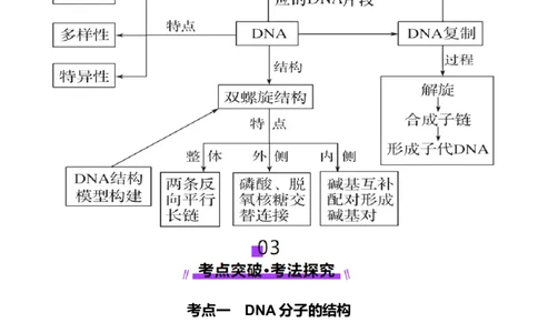 第20讲DNA分子的结构、复制与基因的本质（讲义）（原卷版）_2025年新高考资料_一轮复习_2025年高考生物一轮复习讲练测（新教材新高考）