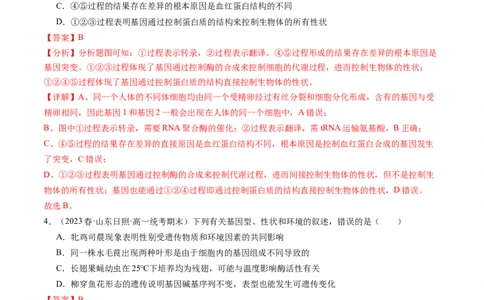 第22讲基因的表达、基因与性状的关系（练习）（解析版）_新高考复习资料_2024年新高考复习资料_一轮复习资料_完2024年高考生物一轮复习讲练测(课件+讲义+练习)（新高考）_讲义+练习