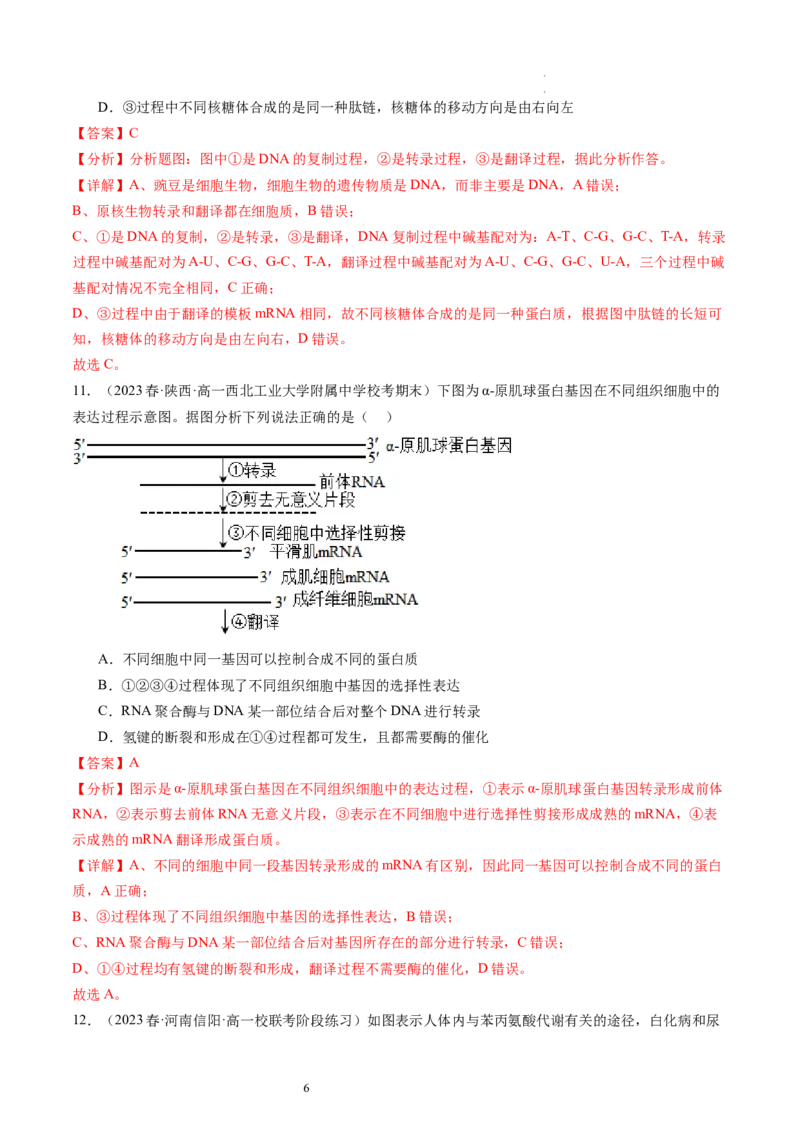 第22讲基因的表达、基因与性状的关系（练习）（解析版）_新高考复习资料_2024年新高考复习资料_一轮复习资料_完2024年高考生物一轮复习讲练测(课件+讲义+练习)（新高考）_讲义+练习
