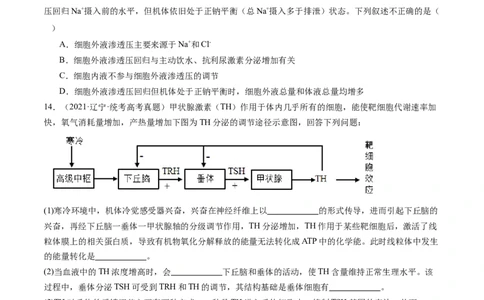 第28讲神经调节和体液调节的关系（练习）（原卷版）_新高考复习资料_2024年新高考复习资料_一轮复习资料_完2024年高考生物一轮复习讲练测(课件+讲义+练习)（新高考）_讲义+练习