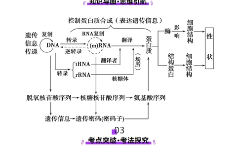第21讲基因的表达、基因与性状的关系（讲义）（原卷版）_2025年新高考资料_一轮复习_2025年高考生物一轮复习讲练测（新教材新高考）