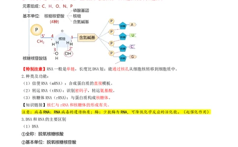 第21讲基因的表达、基因与性状的关系（讲义）（原卷版）_2025年新高考资料_一轮复习_2025年高考生物一轮复习讲练测（新教材新高考）
