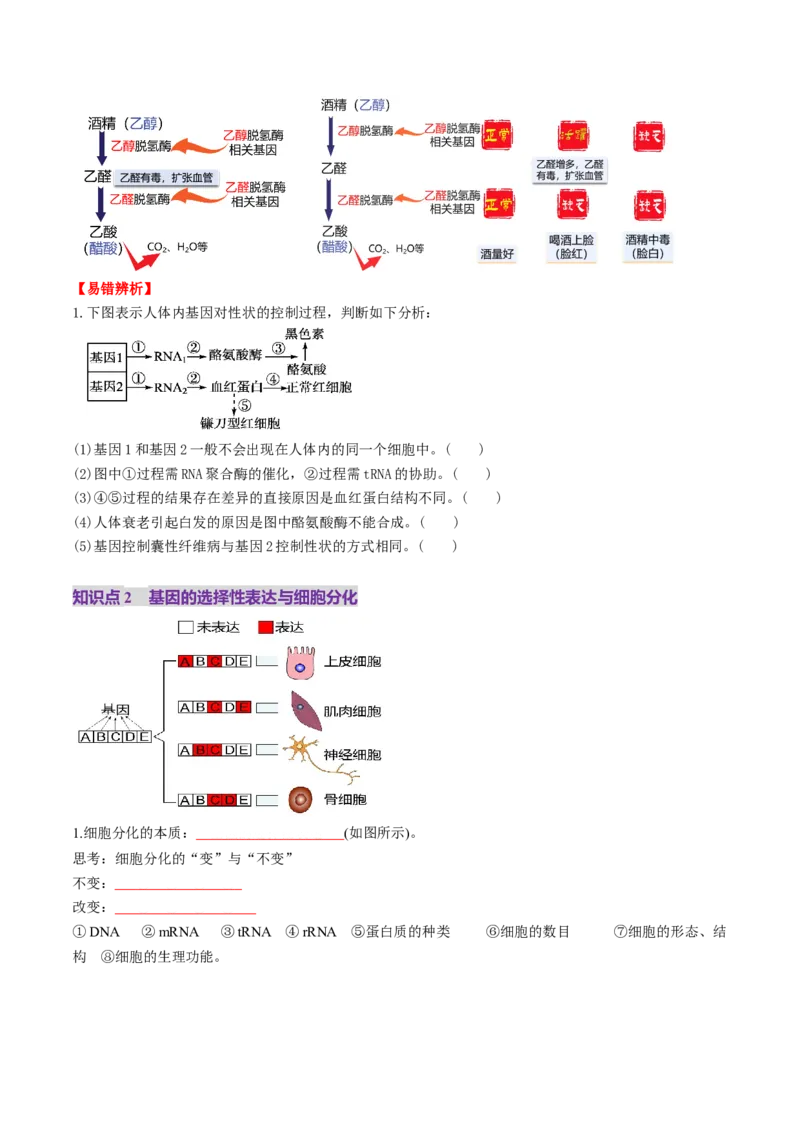 第21讲基因的表达、基因与性状的关系（讲义）（原卷版）_2025年新高考资料_一轮复习_2025年高考生物一轮复习讲练测（新教材新高考）