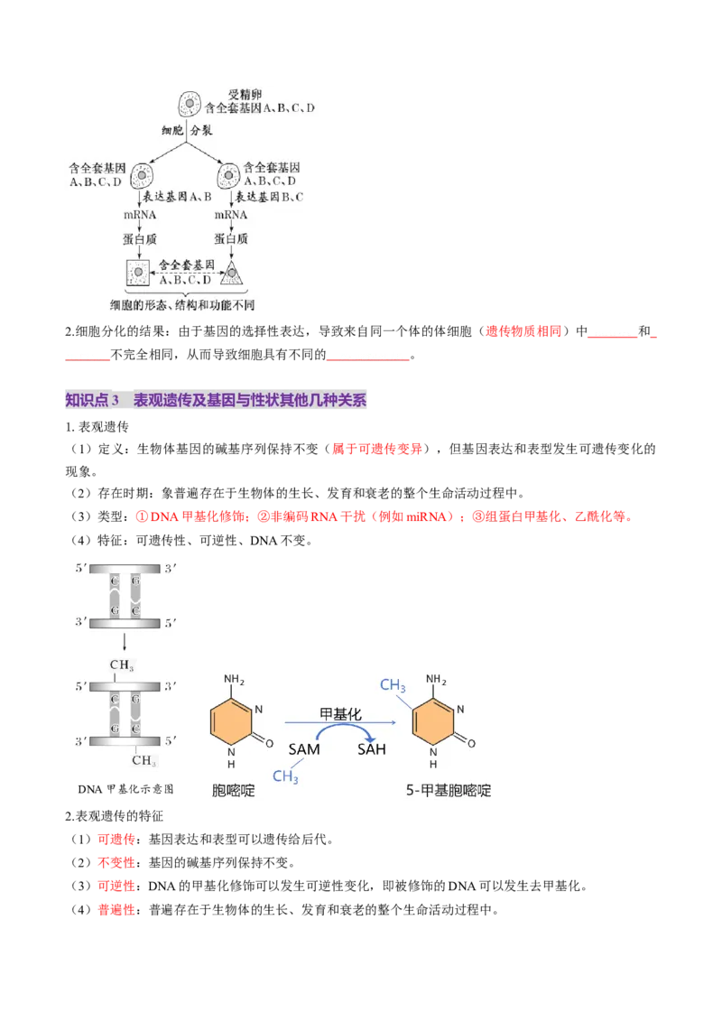 第21讲基因的表达、基因与性状的关系（讲义）（原卷版）_2025年新高考资料_一轮复习_2025年高考生物一轮复习讲练测（新教材新高考）