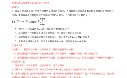 第21讲基因的表达、基因与性状的关系（练习）（解析版）_2025年新高考资料_一轮复习_2025年高考生物一轮复习讲练测（新教材新高考）