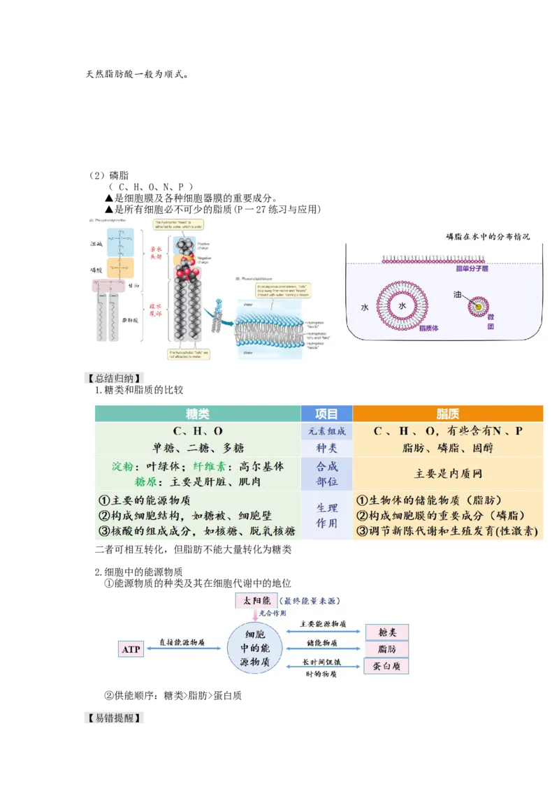 第3讲糖类和脂质（讲义）（教师版）_新高考复习资料_2024年新高考复习资料_一轮复习资料_完2024年高考生物一轮复习讲练测(课件+讲义+练习)（新高考）_讲义+练习