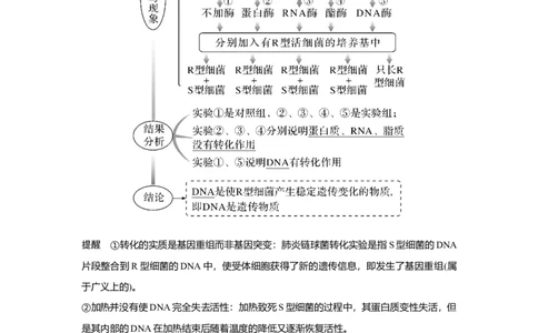 第16讲　人类对遗传物质的探索过程_新高考复习资料_2023年新高考复习资料_一轮复习_2023年新高考大一轮复习讲义_2023年高考生物一轮复习讲义（新人教新高考）_赠补充习题