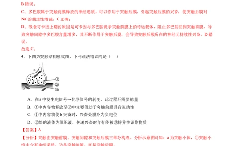 第26.2讲神经冲动的产生、传导和传递（练习）（解析版）_新高考复习资料_2024年新高考复习资料_一轮复习资料_完2024年高考生物一轮复习讲练测(课件+讲义+练习)（新高考）_讲义+练习