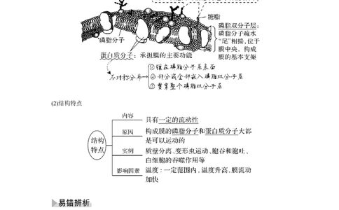 第4讲　细胞膜与细胞核_新高考复习资料_2023年新高考复习资料_一轮复习_2023年新高考大一轮复习讲义_2023年高考生物一轮复习讲义（新人教新高考）_赠补充习题