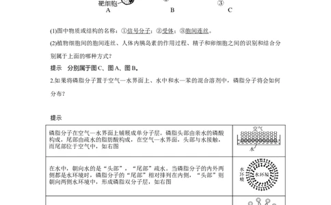 第4讲　细胞膜与细胞核_新高考复习资料_2023年新高考复习资料_一轮复习_2023年新高考大一轮复习讲义_2023年高考生物一轮复习讲义（新人教新高考）_赠补充习题