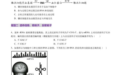 第21讲基因的表达、基因与性状的关系（练习）（原卷版）_2025年新高考资料_一轮复习_2025年高考生物一轮复习讲练测（新教材新高考）