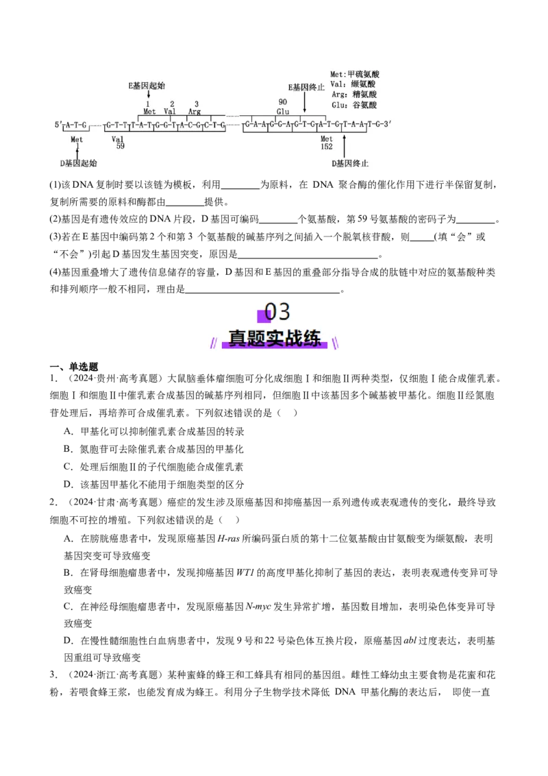 第21讲基因的表达、基因与性状的关系（练习）（原卷版）_2025年新高考资料_一轮复习_2025年高考生物一轮复习讲练测（新教材新高考）