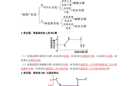 第3讲减数分裂和受精作用-精准备考备战2023年高考生物一轮复习精品讲义（生物学必修2）（解析版）_通用版（老高考）复习资料_2023年复习资料_一轮复习