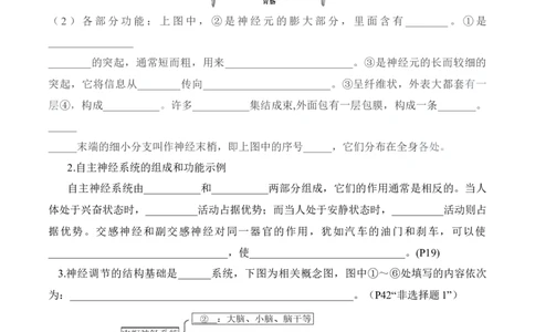第2章神经调节（填空版）_新高考复习资料_2025年新高考资料_晨读晚默备战2025年高考生物必背知识清单_第2章神经调节-晨读晚默备战2025年高考生物必背知识清单