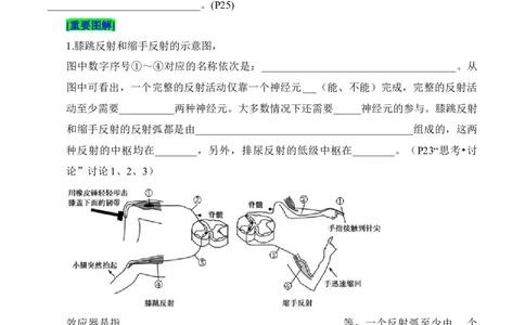 第2章神经调节（填空版）_新高考复习资料_2025年新高考资料_晨读晚默备战2025年高考生物必背知识清单_第2章神经调节-晨读晚默备战2025年高考生物必背知识清单