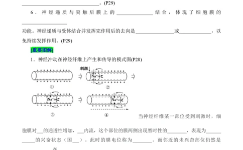 第2章神经调节（填空版）_新高考复习资料_2025年新高考资料_晨读晚默备战2025年高考生物必背知识清单_第2章神经调节-晨读晚默备战2025年高考生物必背知识清单