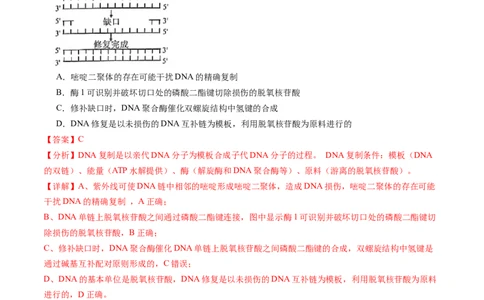 第21讲DNA分子的结构、复制与基因的本质（练习）（解析版）_新高考复习资料_2024年新高考复习资料_一轮复习资料_完2024年高考生物一轮复习讲练测(课件+讲义+练习)（新高考）
