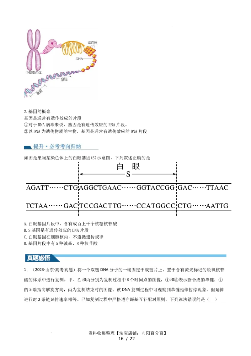 第21讲DNA分子的结构、复制与基因的本质（讲义）（学生版）_新高考复习资料_2024年新高考复习资料_一轮复习资料_完2024年高考生物一轮复习讲练测(课件+讲义+练习)（新高考）