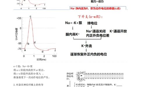 第26.2讲神经冲动的产生、传导和传递（讲义）（学生版）_新高考复习资料_2024年新高考复习资料_一轮复习资料_完2024年高考生物一轮复习讲练测(课件+讲义+练习)（新高考）_讲义+练习
