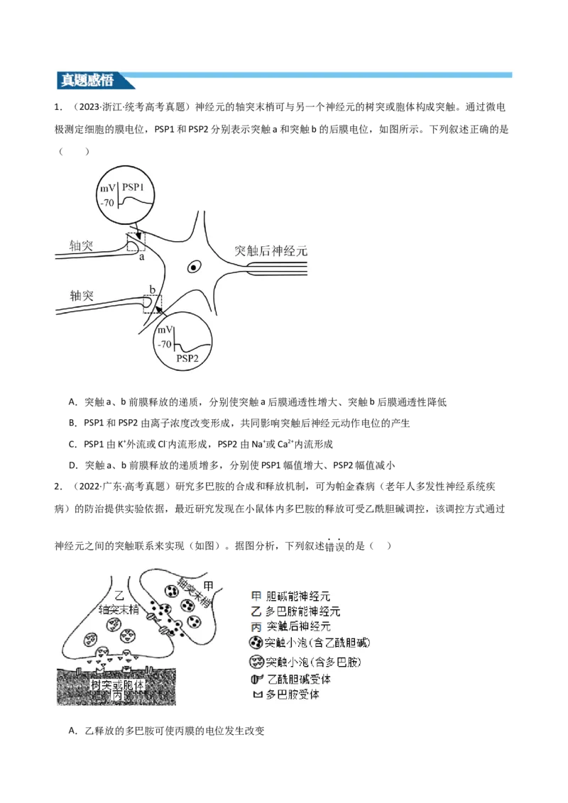 第26.2讲神经冲动的产生、传导和传递（讲义）（学生版）_新高考复习资料_2024年新高考复习资料_一轮复习资料_完2024年高考生物一轮复习讲练测(课件+讲义+练习)（新高考）_讲义+练习