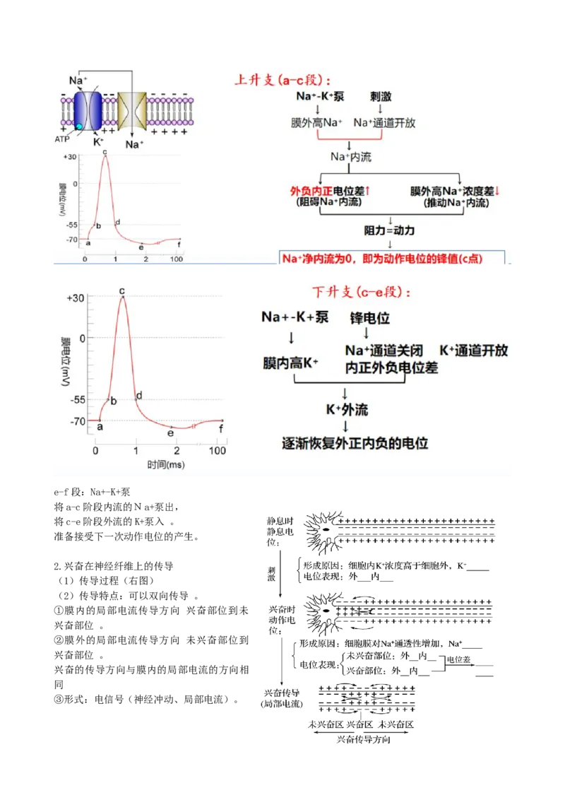 第26.2讲神经冲动的产生、传导和传递（讲义）（学生版）_新高考复习资料_2024年新高考复习资料_一轮复习资料_完2024年高考生物一轮复习讲练测(课件+讲义+练习)（新高考）_讲义+练习