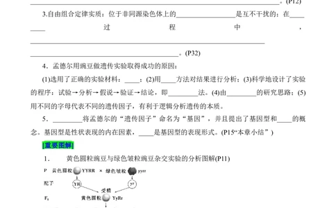 第1章遗传因子的发现（填空版）_2025年新高考资料_专项复习_晨读晚默备战2025年高考生物必背知识清单_第1章遗传因子的发现-晨读晚默备战2025年高考生物必背知识清单