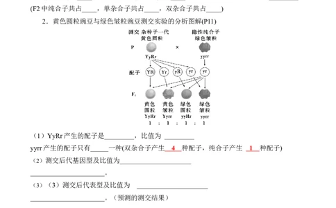 第1章遗传因子的发现（填空版）_2025年新高考资料_专项复习_晨读晚默备战2025年高考生物必背知识清单_第1章遗传因子的发现-晨读晚默备战2025年高考生物必背知识清单