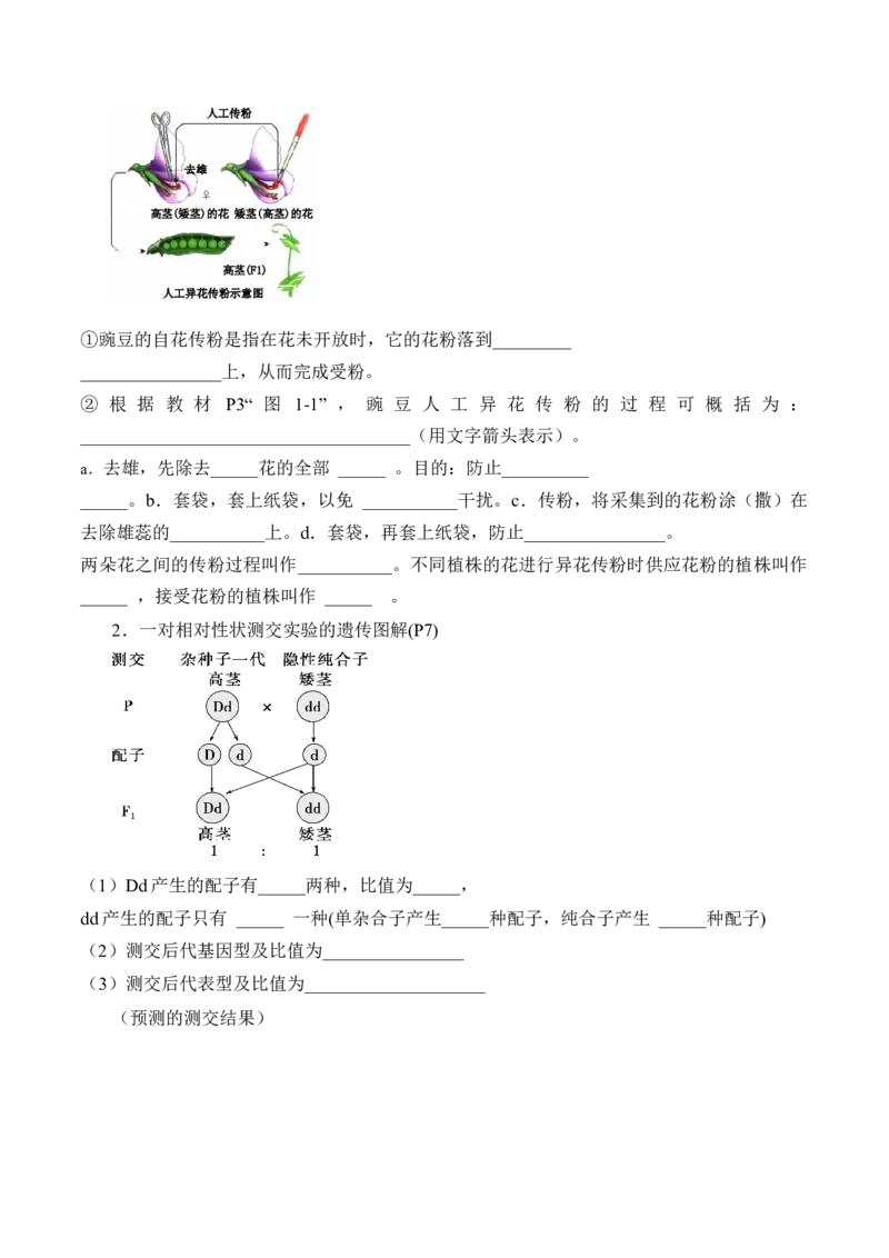 第1章遗传因子的发现（填空版）_2025年新高考资料_专项复习_晨读晚默备战2025年高考生物必背知识清单_第1章遗传因子的发现-晨读晚默备战2025年高考生物必背知识清单