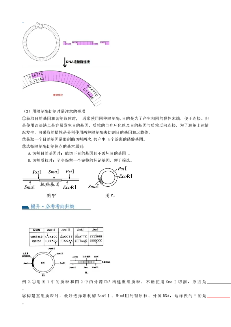 第43讲基因工程（讲义）（教师版）_新高考复习资料_2024年新高考复习资料_一轮复习资料_完2024年高考生物一轮复习讲练测(课件+讲义+练习)（新高考）_讲义+练习