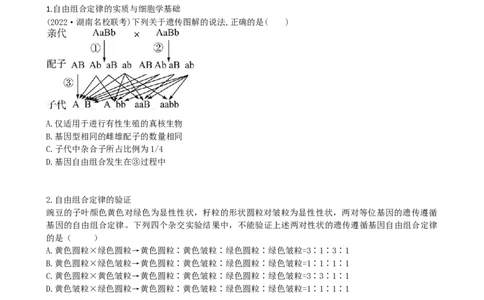 第17.2讲基因的自由组合定律相关题型（讲义）（学生版）_新高考复习资料_2024年新高考复习资料_一轮复习资料_完2024年高考生物一轮复习讲练测(课件+讲义+练习)（新高考）_讲义+练习