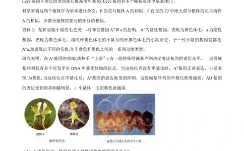 第4章基因的表达-查漏补缺2023年高考生物一轮复习教材必背细节与旁栏思考梳理汇总（新教材）（学生版）_新高考复习资料_2023年新高考复习资料_一轮复习