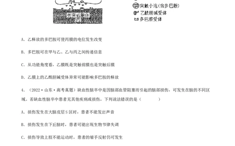 第23练神经调节（原卷版）_新高考复习资料_2023年新高考复习资料_一轮复习_2023年高考生物一轮复习小题多维练（新高考专用）