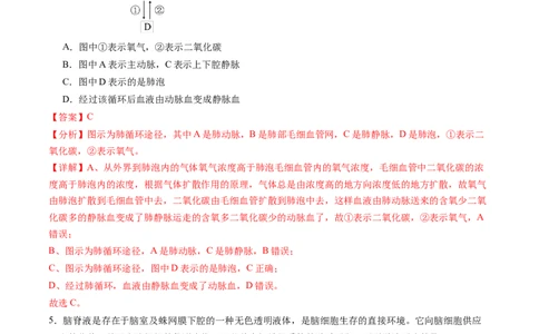 第24讲内环境与稳态（练习）（解析版）_2025年新高考资料_一轮复习_2025年高考生物一轮复习讲练测（新教材新高考）