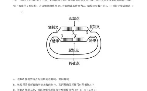 第17练DNA的结构、复制及基因的本质（原卷版）_新高考复习资料_2023年新高考复习资料_一轮复习_2023年高考生物一轮复习小题多维练（新高考专用）