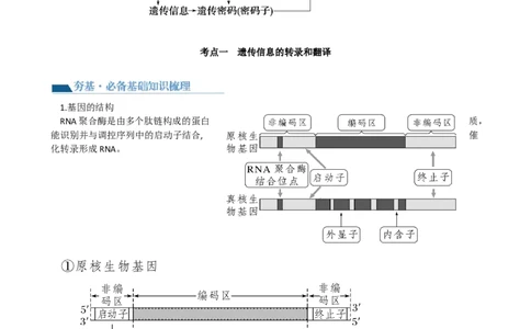 第22讲基因的表达、基因与性状的关系（讲义）（教师版）_新高考复习资料_2024年新高考复习资料_一轮复习资料_完2024年高考生物一轮复习讲练测(课件+讲义+练习)（新高考）_讲义+练习