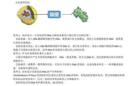 第22讲基因的表达、基因与性状的关系（讲义）（教师版）_新高考复习资料_2024年新高考复习资料_一轮复习资料_完2024年高考生物一轮复习讲练测(课件+讲义+练习)（新高考）_讲义+练习