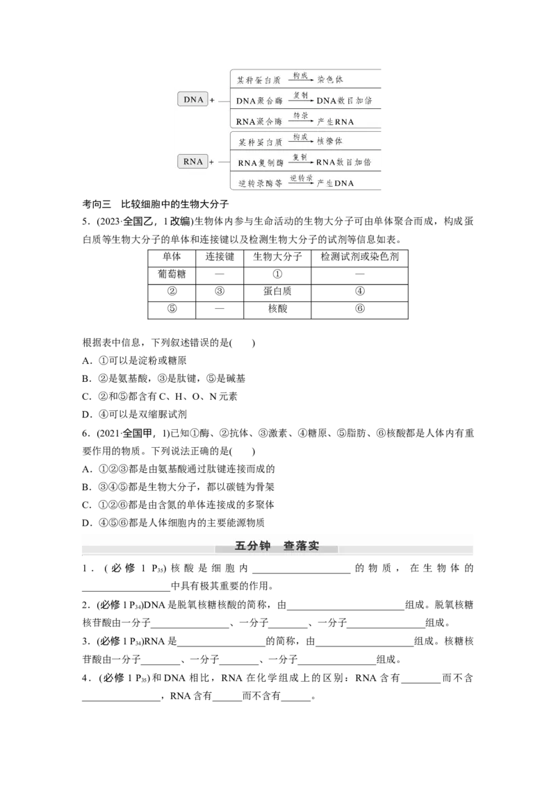 第一单元　第5课时　核酸是遗传信息的携带者_2025年新高考资料_一轮复习_2025大一轮复习讲义+课件（完结）_2025大一轮复习讲义生物学生用书Word版文档整书_2025大一轮复习讲义