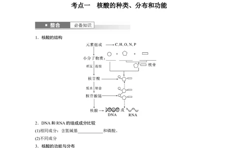 第一单元　第5课时　核酸是遗传信息的携带者_2025年新高考资料_一轮复习_2025大一轮复习讲义+课件（完结）_2025大一轮复习讲义生物学生用书Word版文档整书_2025大一轮复习讲义