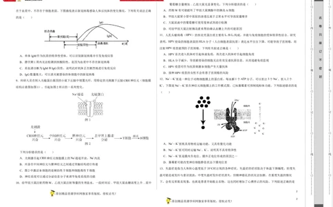第八单元神经-激素-免疫调节网络构建（B卷能力提升练）-2023年高考生物一轮复习单元滚动双测卷（新高考专用）（考试版）_新高考复习资料_2023年新高考复习资料_一轮复习