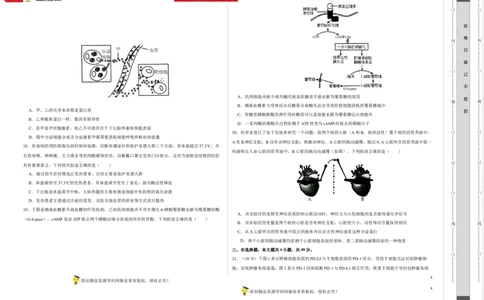 第八单元神经-激素-免疫调节网络构建（B卷能力提升练）-2023年高考生物一轮复习单元滚动双测卷（新高考专用）（考试版）_新高考复习资料_2023年新高考复习资料_一轮复习