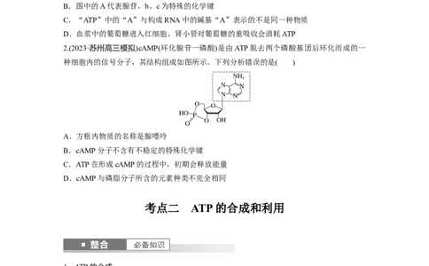 第三单元　第12课时　细胞的能量&ldquo;货币&rdquo;ATP_2025年新高考资料_一轮复习_2025大一轮复习讲义+课件（完结）_2025大一轮复习讲义生物学生用书Word版文档整书_2025大一轮复习讲义