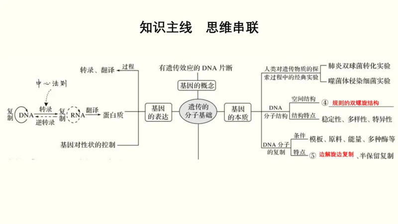第五单元遗传的分子基础（教案）_新高考复习资料_2022年新高考复习资料_2022届一轮复习讲练结合7.13更新_系列一_第五单元遗传的分子基础