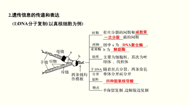 第五单元遗传的分子基础（教案）_新高考复习资料_2022年新高考复习资料_2022届一轮复习讲练结合7.13更新_系列一_第五单元遗传的分子基础
