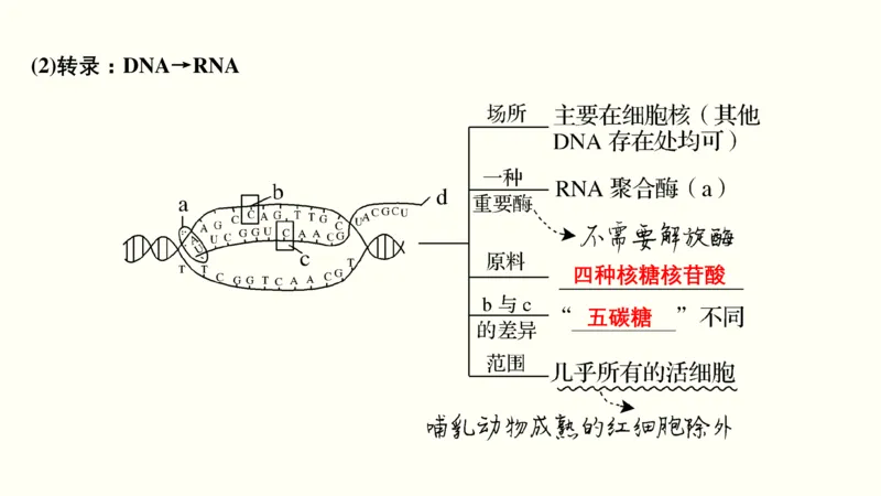 第五单元遗传的分子基础（教案）_新高考复习资料_2022年新高考复习资料_2022届一轮复习讲练结合7.13更新_系列一_第五单元遗传的分子基础