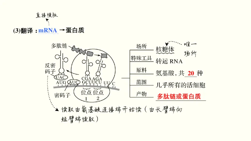 第五单元遗传的分子基础（教案）_新高考复习资料_2022年新高考复习资料_2022届一轮复习讲练结合7.13更新_系列一_第五单元遗传的分子基础
